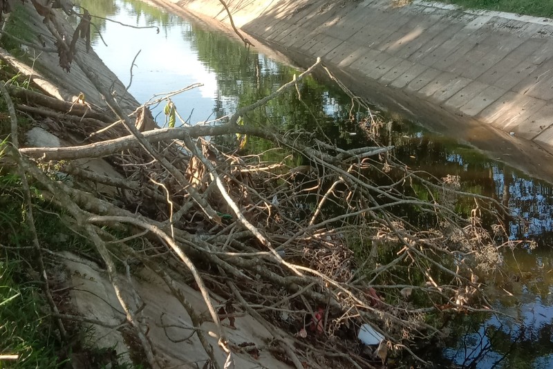 Warga Tejosari Harap Solusi Terkait Bangkai Pohon Tumbang di Saluran Irigasi 02